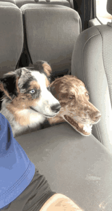 two dogs are in the back seat of a car