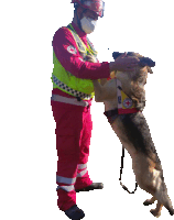 a man playing with a german shepherd with a red cross on its harness