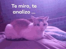 a cat laying on a bed with the words te miro te analizo written above it