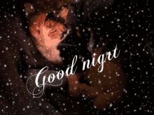 two cats are wrapped in a blanket and the words " good night " are written above them