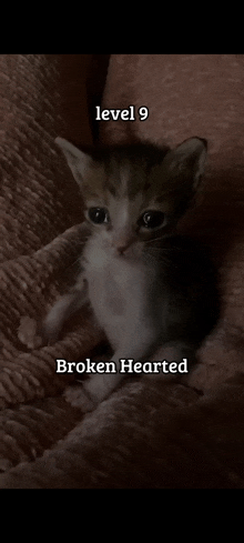 a kitten is laying on a blanket with the words level 9 broken hearted written below it