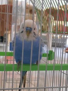 a blue and white parakeet in a cage with a green bar