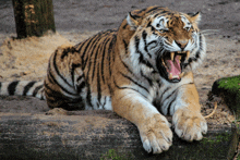 a tiger laying down with its mouth open