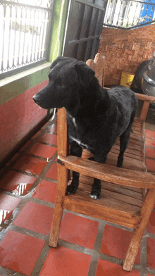 a black dog is standing on a wooden chair