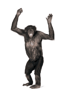 a chimpanzee is standing with his arms in the air and laughing .