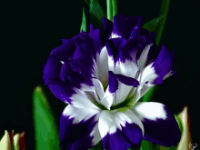 a close up of a purple and white flower on a black background