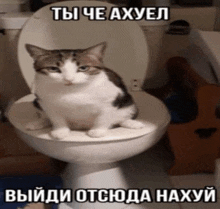 a cat is sitting on a toilet with a foreign language caption