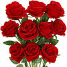 a bunch of red roses on a white background .