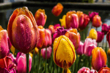 a bunch of colorful flowers with water drops on the petals