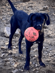 a black dog is holding a red ball in his mouth