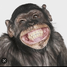 a chimpanzee with braces on his teeth smiles for the camera