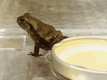 a frog sits next to a bowl of yellow liquid