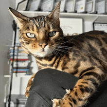 a close up of a cat laying on a person 's shoulder