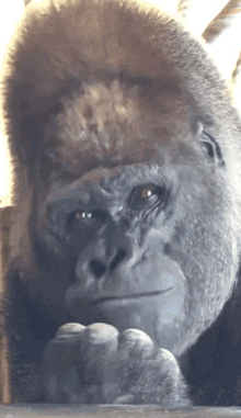 a close up of a gorilla looking at something