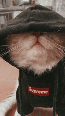 a cat wearing a black supreme hoodie covering its eyes