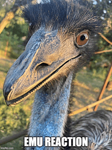 a close up of an emu 's face with the caption " emu reaction "