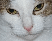 a close up of a brown and white cat 's face with a tick on its nose .