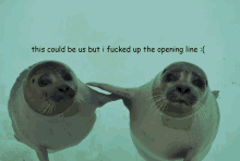 two seals are standing next to each other with the words this could be us but i fucked up the opening line