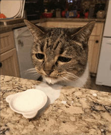 a cat sitting on a counter next to a bowl of yogurt