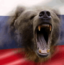 a close up of a bear yawning with its mouth open in front of a russian flag .