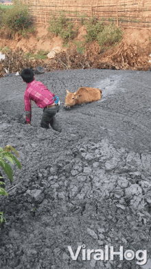 a cow is laying in the mud next to a man in a pink shirt and the words viralhog on the bottom