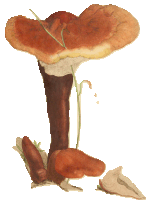 a drawing of a mushroom with a plant growing out of it on a white background