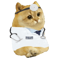 a cat is dressed as a doctor with a stethoscope on his head