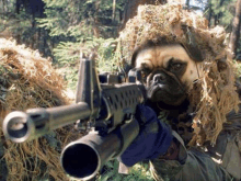 a pug wearing a camouflage hat is holding a sniper rifle