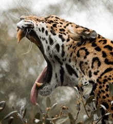 a close up of a leopard yawning with its mouth open