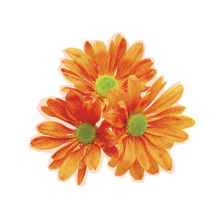 three orange daisies with a green center