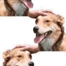 a person is petting a brown dog 's head with their hand .