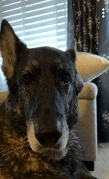 a close up of a dog 's face looking at the camera