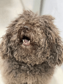 a close up of a dog with its mouth wide open