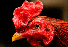 a close up of a red rooster 's face with a yellow beak