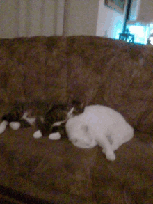 a black and white cat laying on a brown couch next to another cat