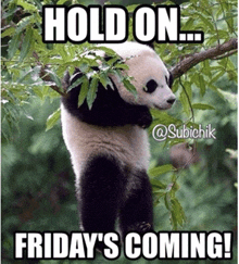 a panda bear is hanging from a tree branch with a caption that says hold on friday 's coming