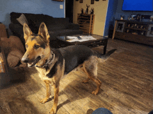 a dog standing in a living room next to a table