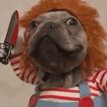 a dog dressed as chucky is holding a knife .