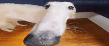 a white dog with a long nose is laying on a wooden floor and looking at the camera .