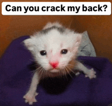 a white kitten with a red nose is laying on a purple blanket with the caption can you crack my back