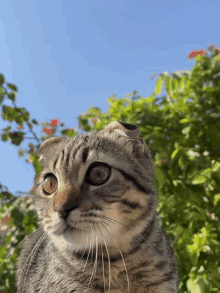 a close up of a cat 's face with a blue sky in the background