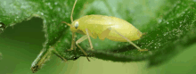 a small yellow bug sitting on a green leaf