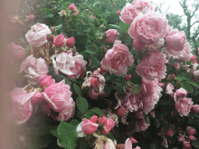 a bunch of pink roses growing on a bush