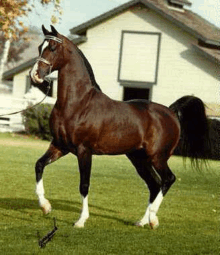 a brown horse is standing in a grassy field in front of a house .