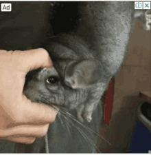 a chinchilla is being held by a person with an ad icon in the corner