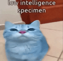 a blue cat is sitting on the floor with the words `` low intelligence specimen '' written above it .