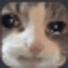 a close up of a cat 's face with a blurry background and blue eyes .