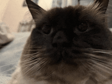 a close up of a cat 's face with a very long whisker