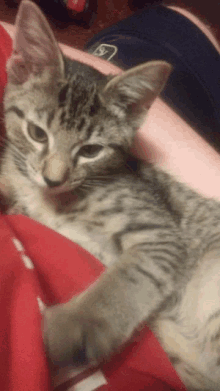 a kitten is laying on a person 's lap and looking at the camera with a red blanket in the background