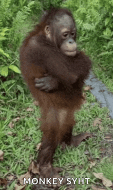 a baby orangutan is standing in the grass with its arms around its waist .